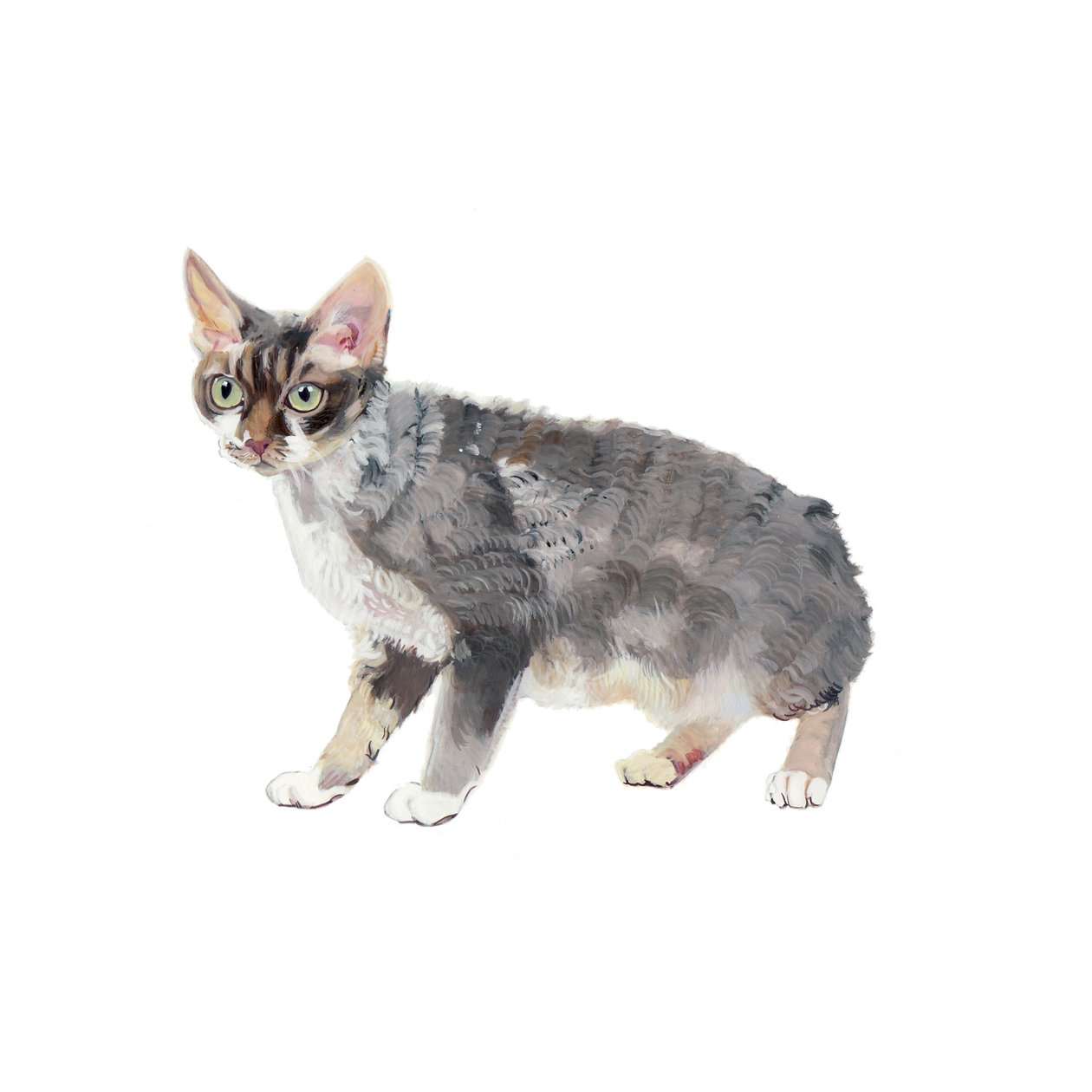 Devon Rex, 2014 (aguarela e guache sobre papel) de Polly Horner