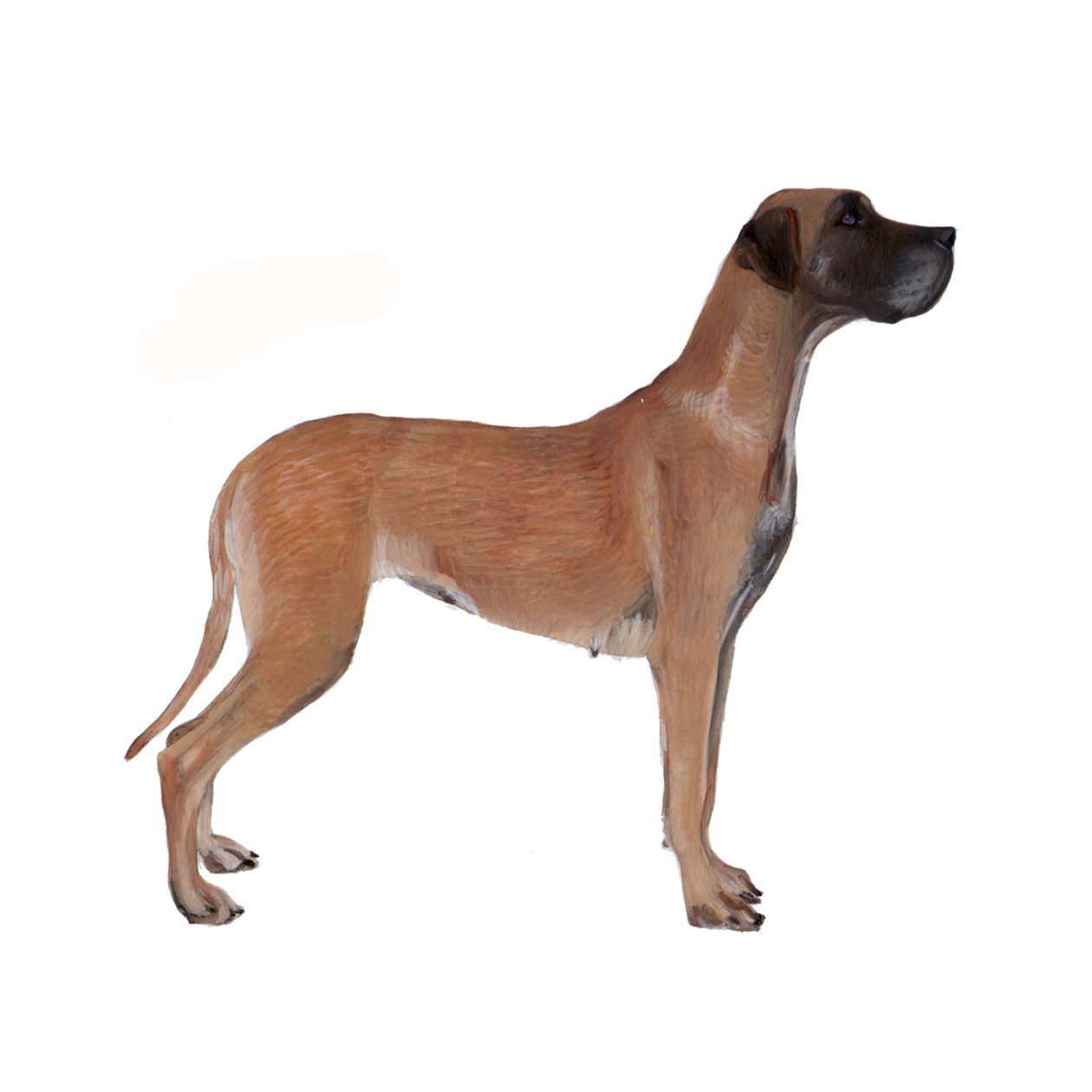 Dogue alemão, 2011 (aguarela e guache sobre papel) de Polly Horner