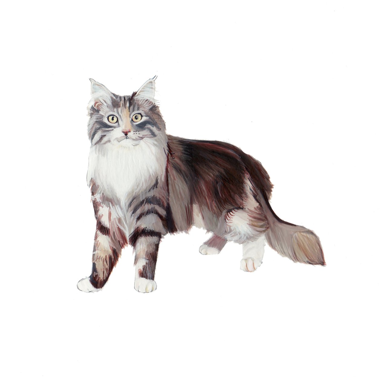Gato-marinho-coon, 2014 (aguarela e guache sobre papel) de Polly Horner