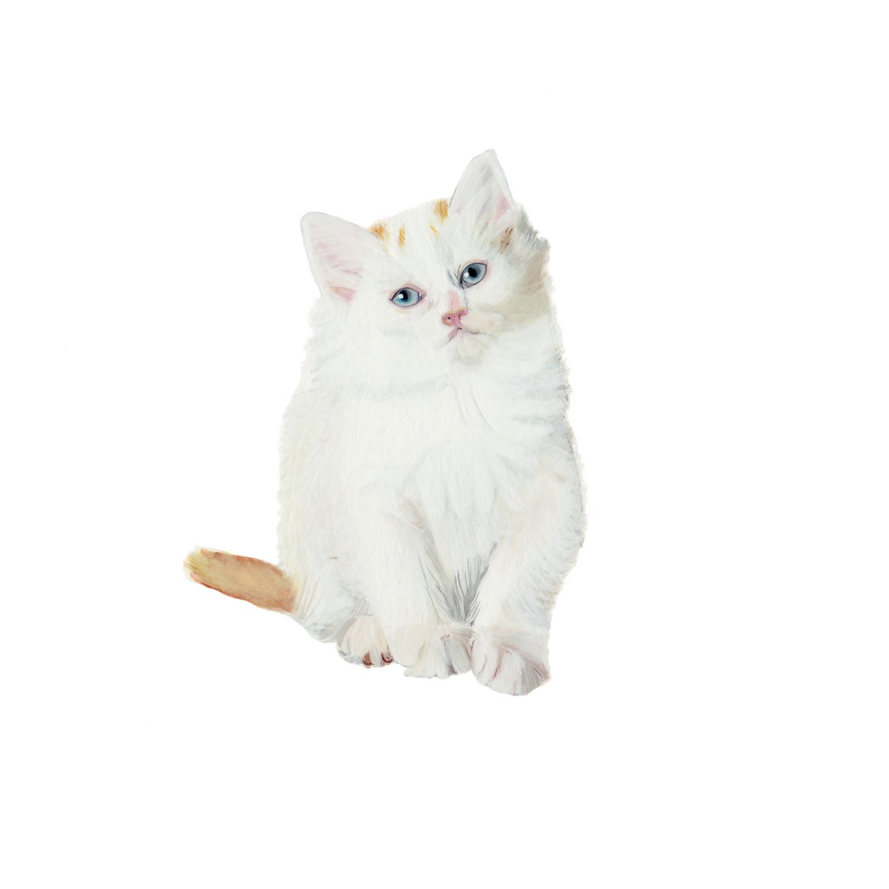 Gatinho turco Van, 2014 (aguarela e guache sobre papel) de Polly Horner