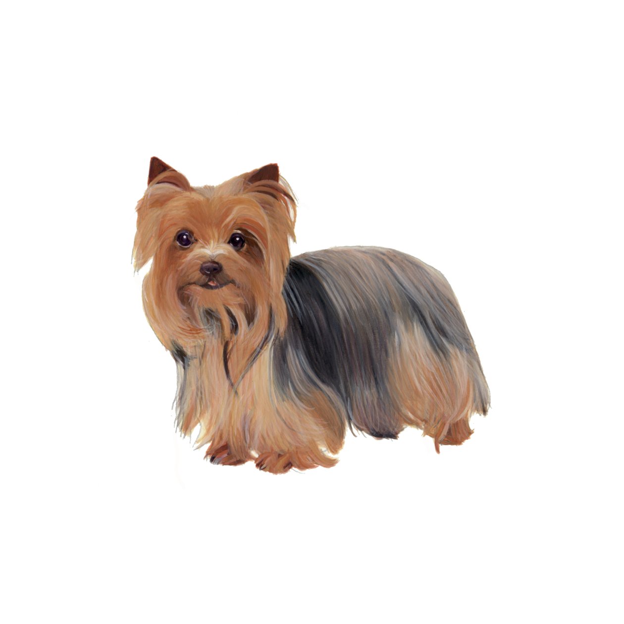 Yorkshire Terrier, 2011 (aguarela e guache sobre papel) de Polly Horner