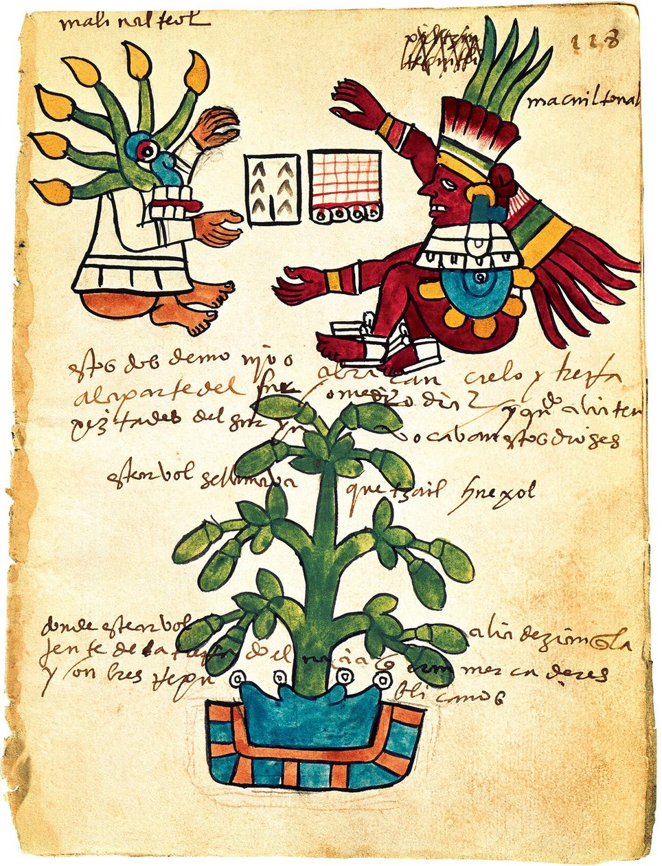Cacaueiro do Codex Tudela, 1553 de Pre Columbian art