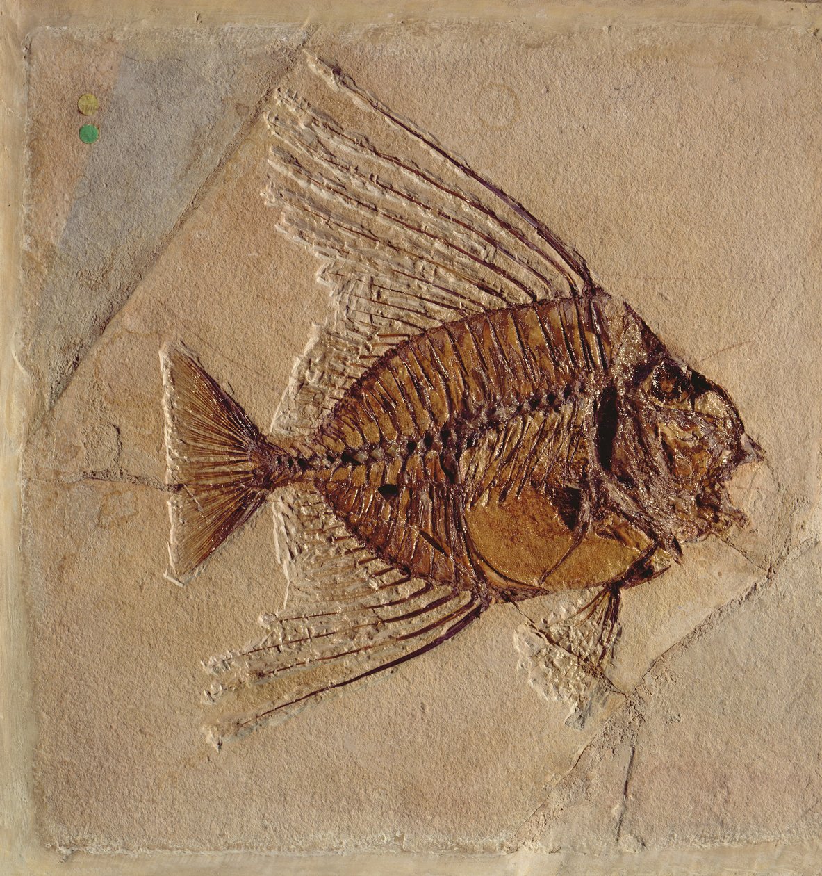 Peixe (fóssil) de Prehistoric