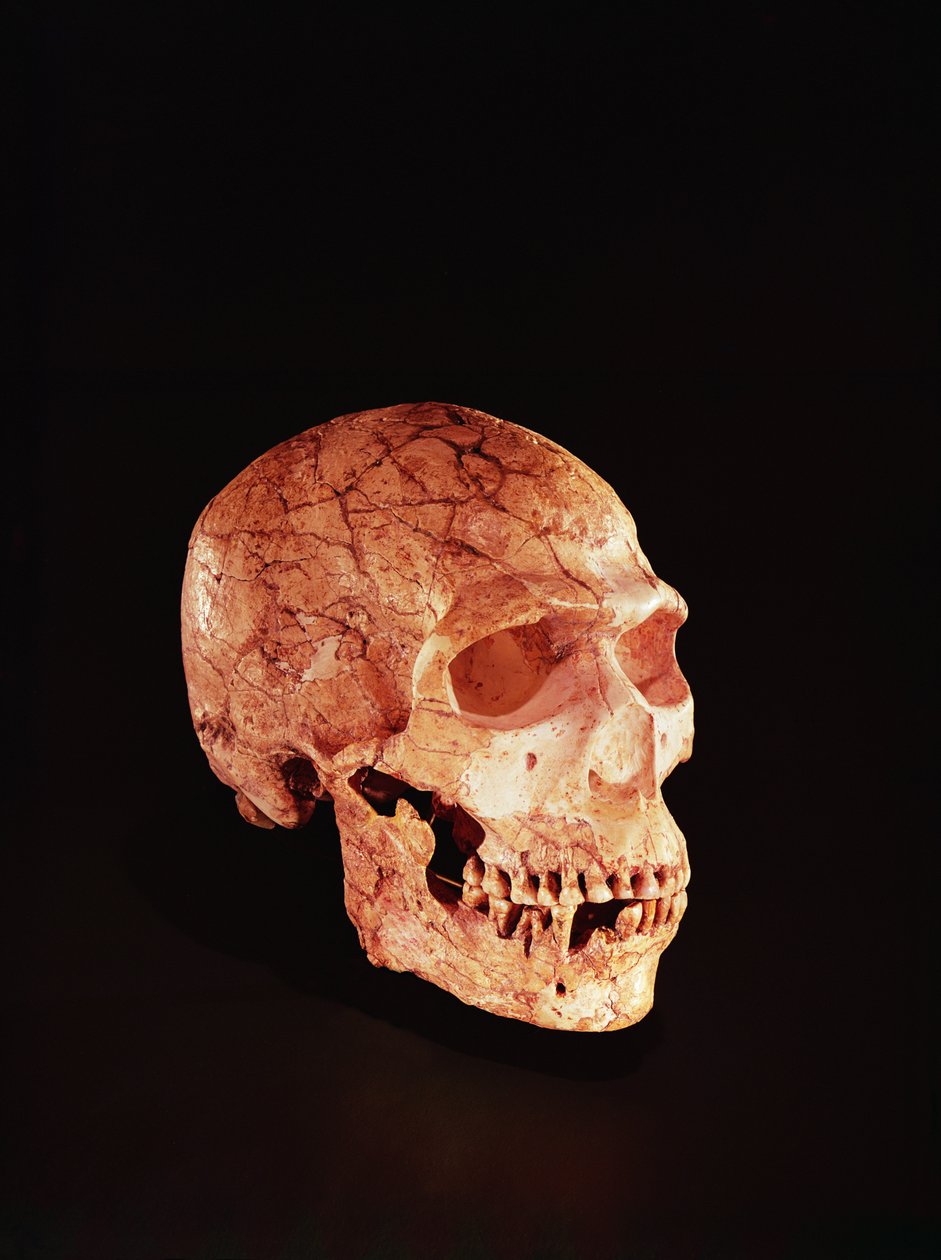Crânio de Neanderthal, descoberto no Monte Carmelo, Palestina c.1920 (osso) de Prehistoric