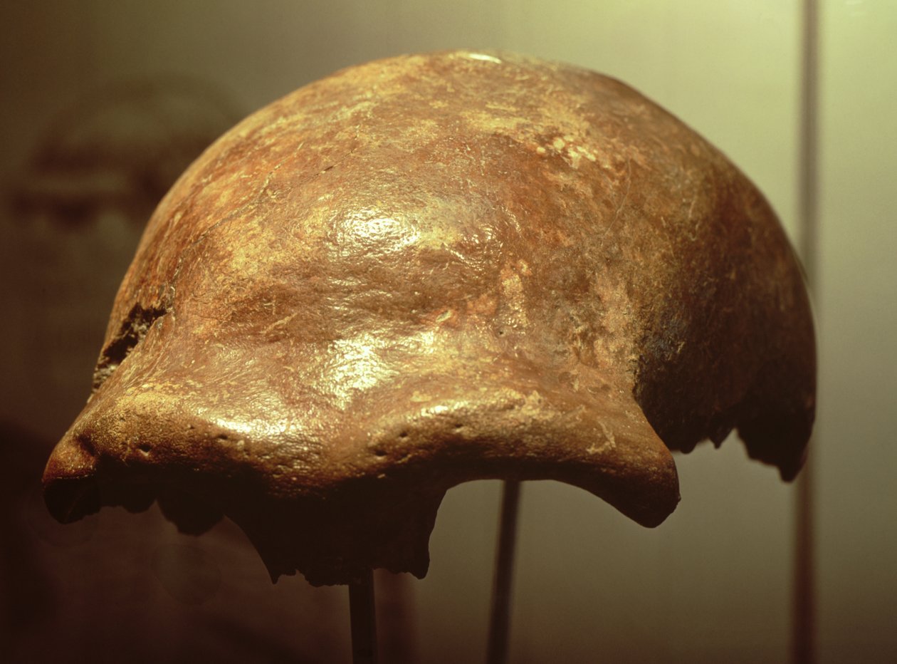 Crânio de um Neandertal (osso) de Prehistoric