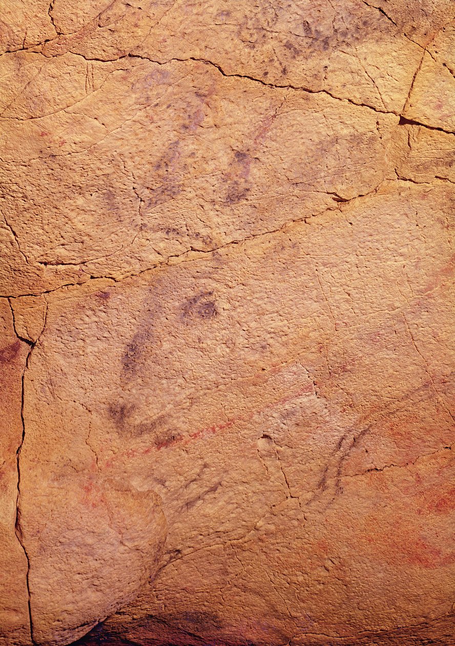 Cabeça de um pequeno veado, das grutas de Altamira, c.15000-8000 aC (pintura rupestre) de Prehistoric