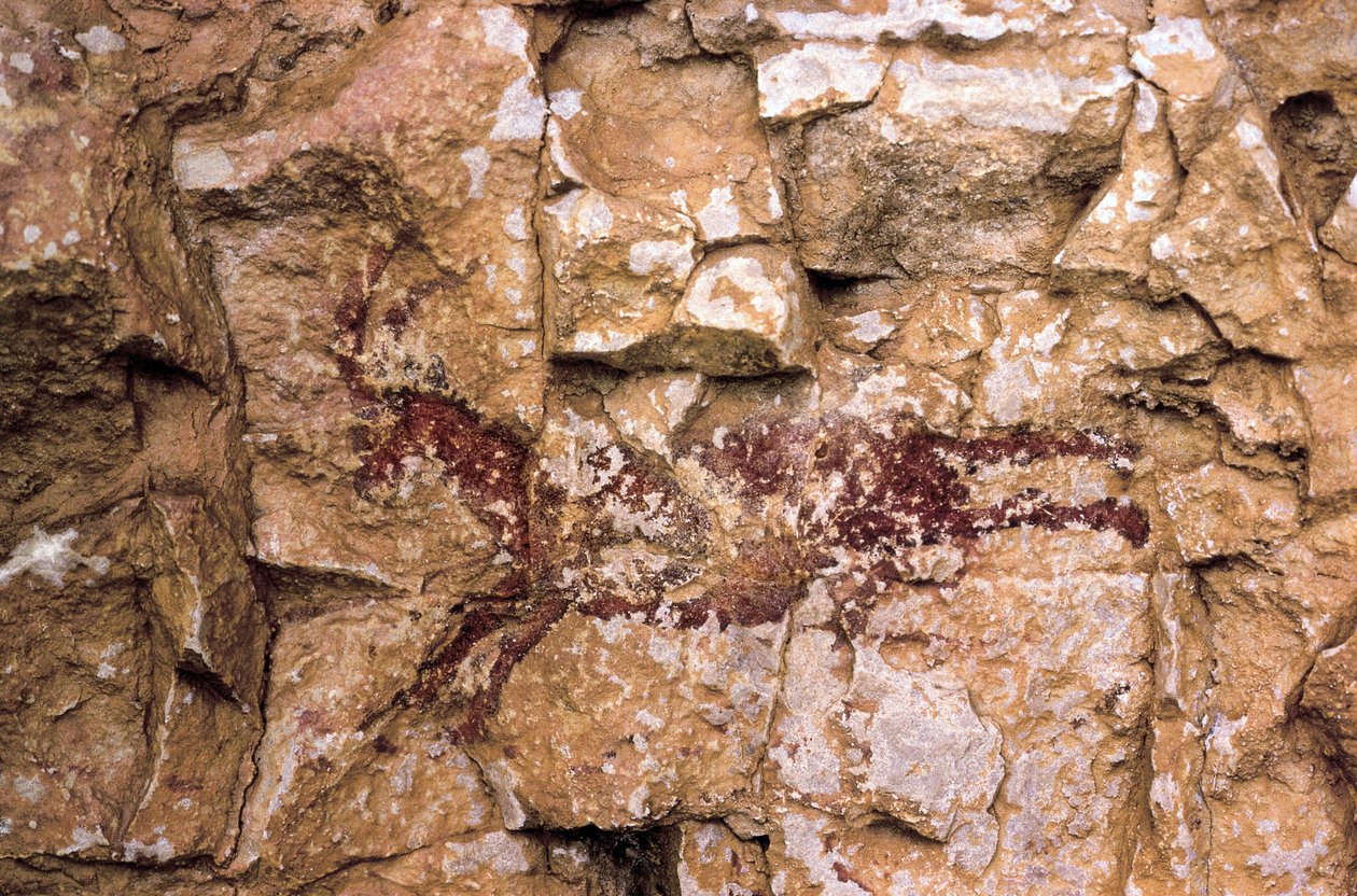 Uma cabra em corrida, período Mesolítico, Espanha, Gruta de Remigia, Barranco de la Gasulla, Ares del Maestre (pintura) de Prehistoric Prehistoric