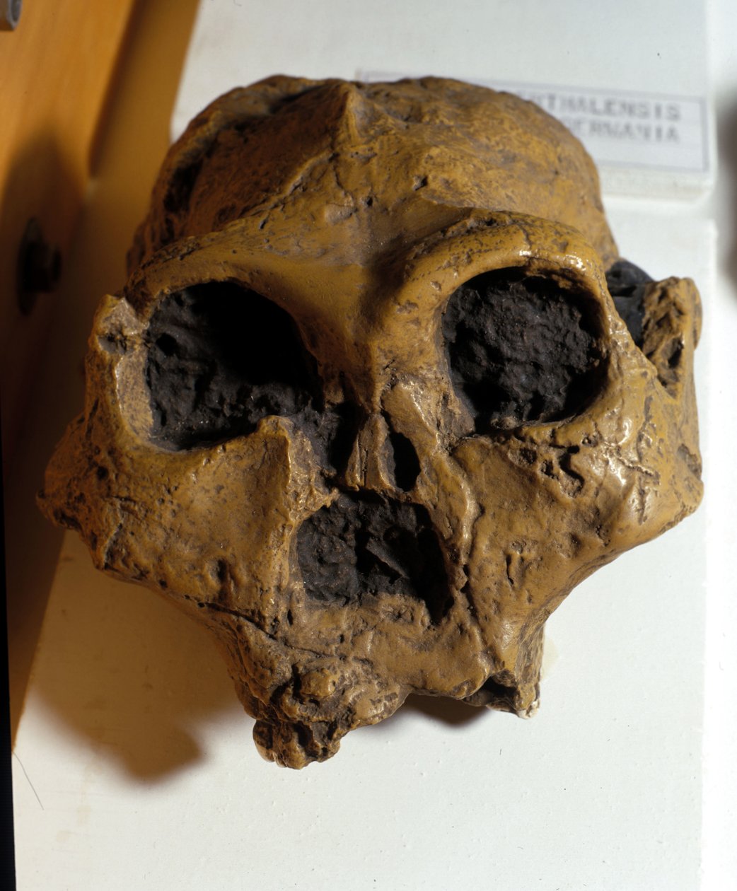 Australopitecus Africanus. Sterkfontein, África do Sul. O crânio tem cerca de 2,5 milhões de anos de idade. de Prehistoric Prehistoric