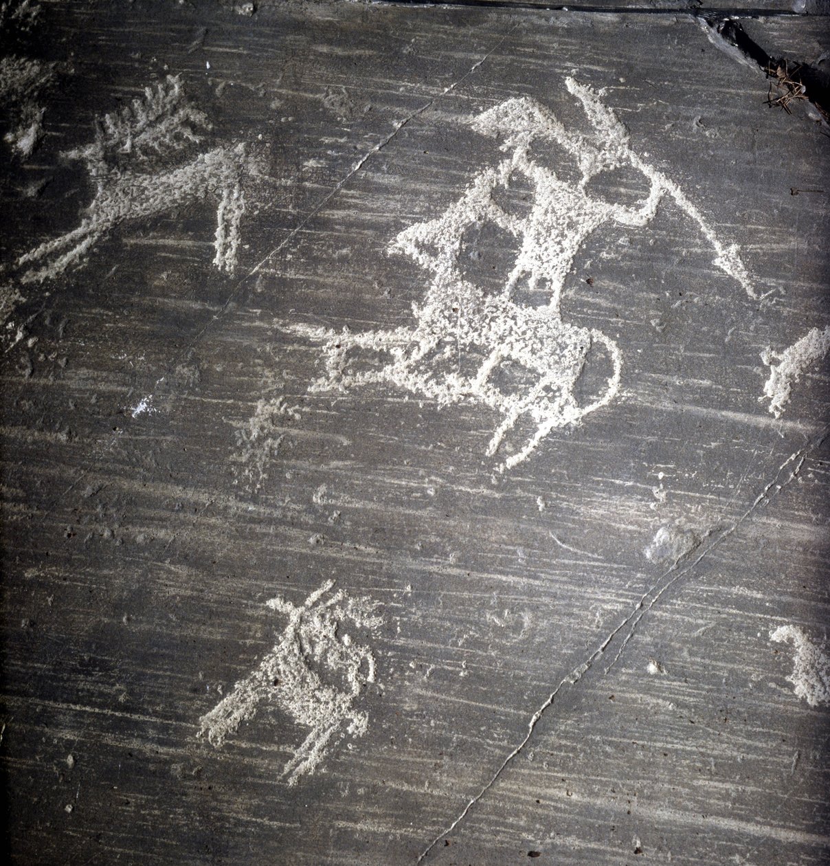 Civilização Camunni, Pré-história, arte rupestre: pedra tumular, representando caçadores e veados. Rocher de Naquane, em Valcamonica (Val Camonica) de Prehistoric Prehistoric
