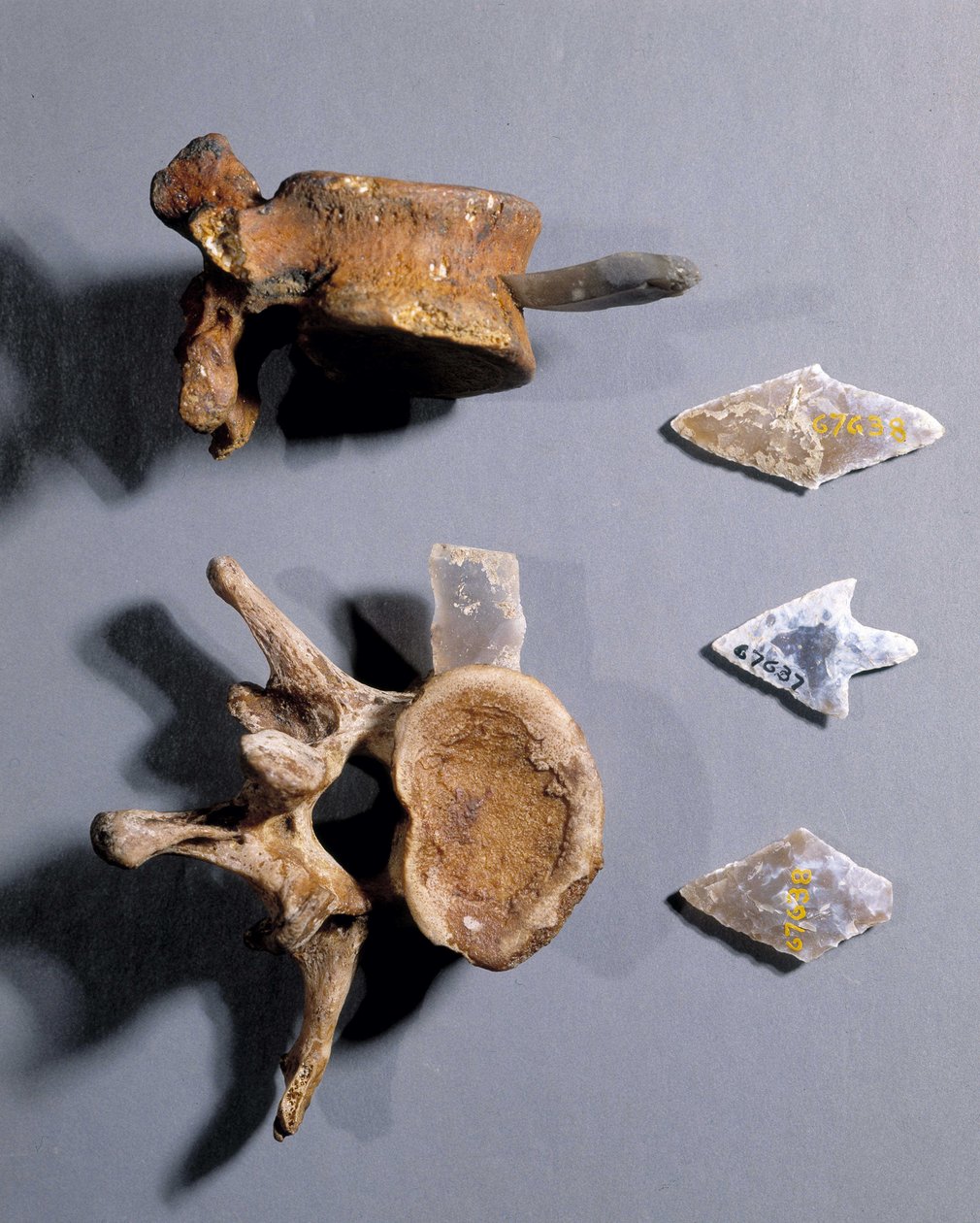 Flint com osso pré-histórico dentro, Museu de Antiguidades Nacionais. de Prehistoric Prehistoric