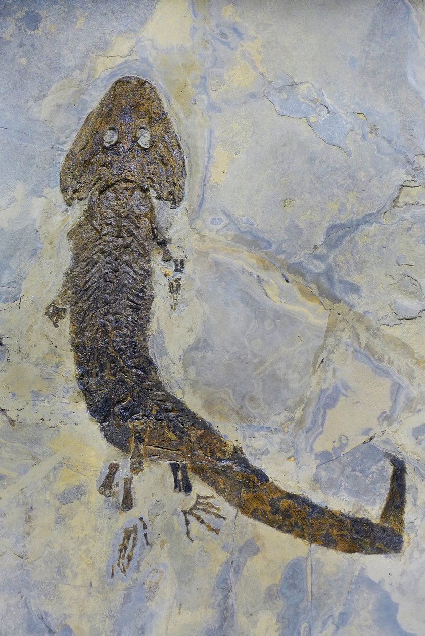 Pegada fóssil de Sclerocephalus sp, anfíbio do Permiano (objeto) de Prehistoric Prehistoric