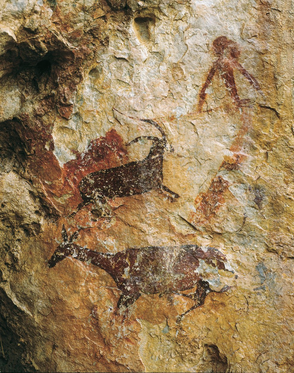 Cena de caça com um veado e um ibex (25000-15000 AC.). Paleolítico Superior. El Perello, caverna de La Cabra Freixet. de Prehistoric Prehistoric