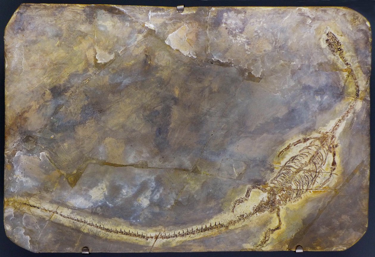 Fóssil de Hyphalosaurus lingyuanensis (item) de Prehistoric Prehistoric