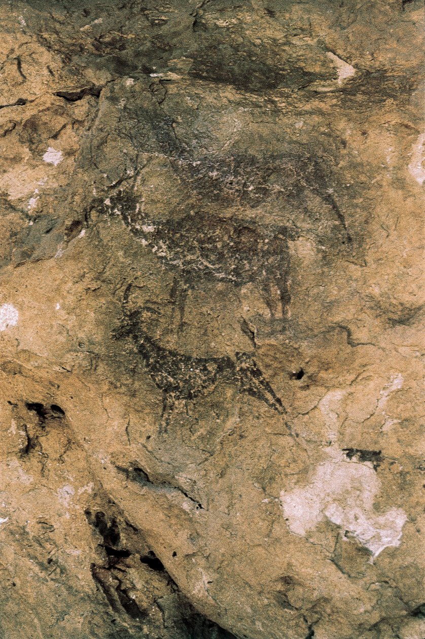 Arte rupestre Mesolítica: Veados e Caprinos (8000-7000 AC), Espanha, Bicorp, Caverna La Arana (pintura) de Prehistoric Prehistoric