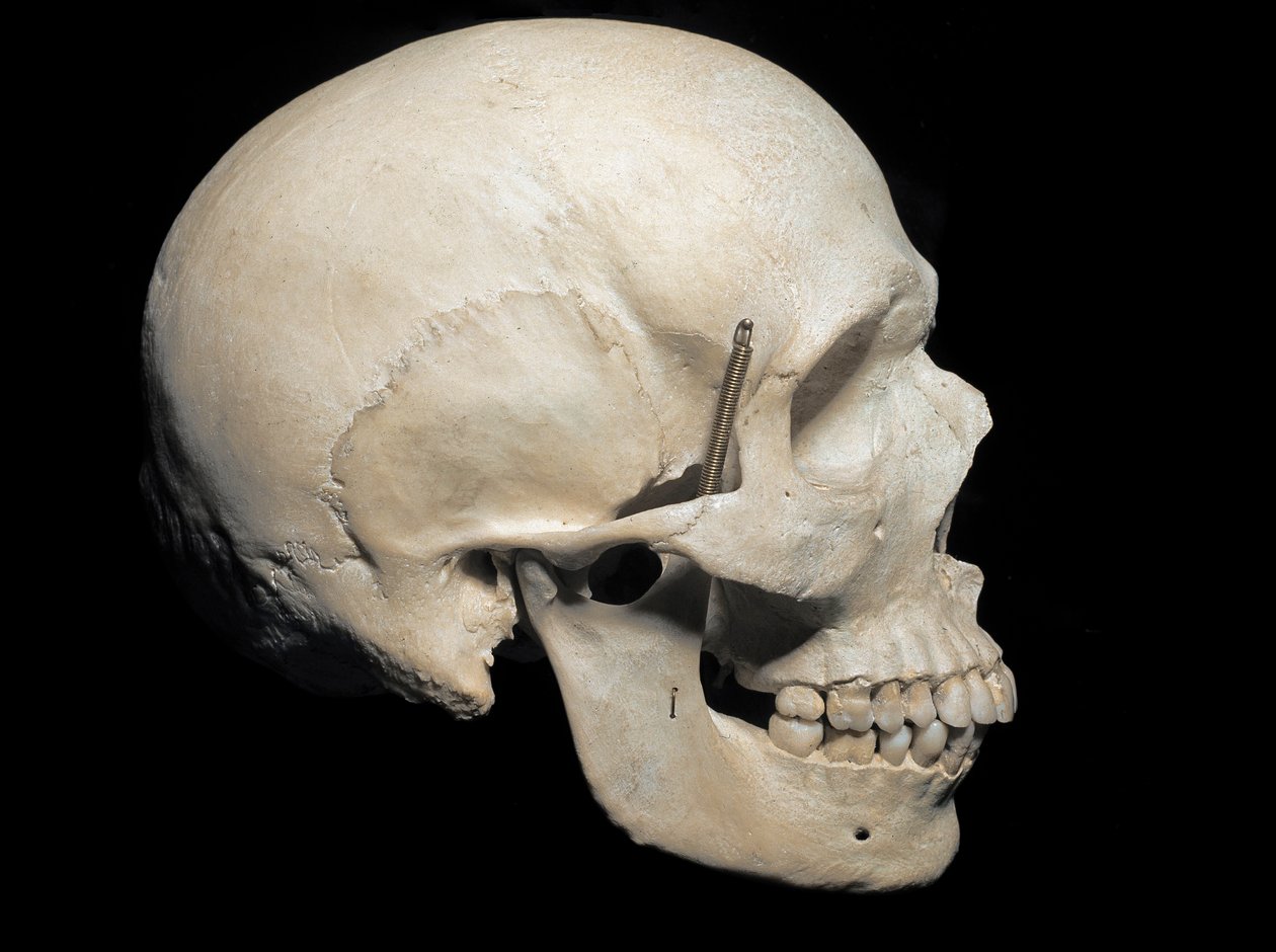 Paleontologia: Grua do Homo sapiens presente, Museo Civico di Storia Naturale, Milão de Prehistoric Prehistoric