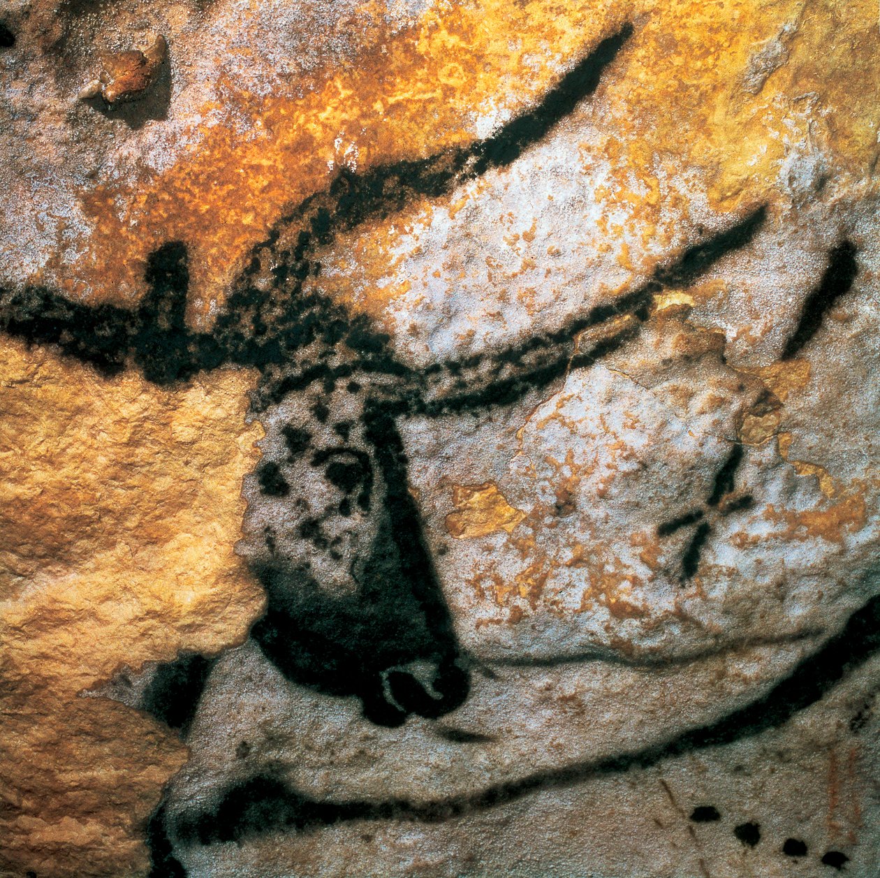Pintura parietal representando um auroque (bovino extinto), Bulls Room, Gruta de Lascaux, Montignac, Dordogne, França, Período Paleolítico Magdaleniano (pintura) de Prehistoric Prehistoric