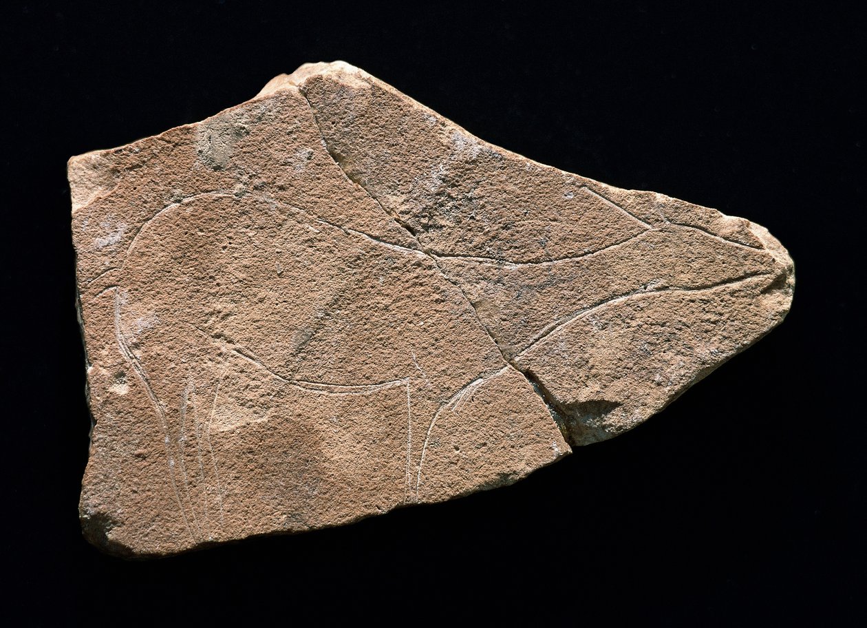 Petroglifo representando um veado, Gruta de Parpallo, Espanha. Paleolítico Superior, Solutreen (gravura) de Prehistoric Prehistoric