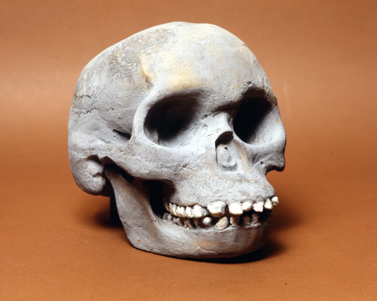 O homem de Piltdown: o crânio de um homem primitivo, um elo na cadeia de evolução entre macaco e homem descoberto por Woodward e Dawson. Uma das múltiplas cópias do crânio guardado no Museu de História Natural de Milão. de Prehistoric Prehistoric