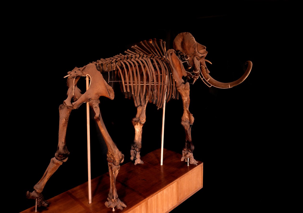 Pré-histórico, dinossauro: esqueleto mamute, Paris, museu de história natural de Prehistoric Prehistoric