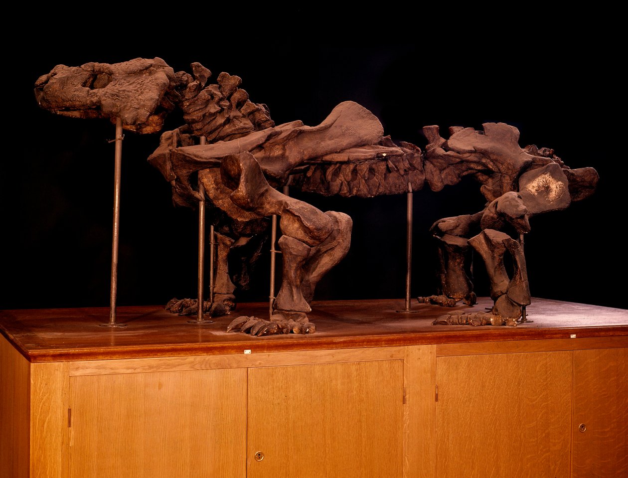 Pré-histórico; dinossauros: esqueleto do ichtyosaur. Paris, museu de história natural de Prehistoric Prehistoric