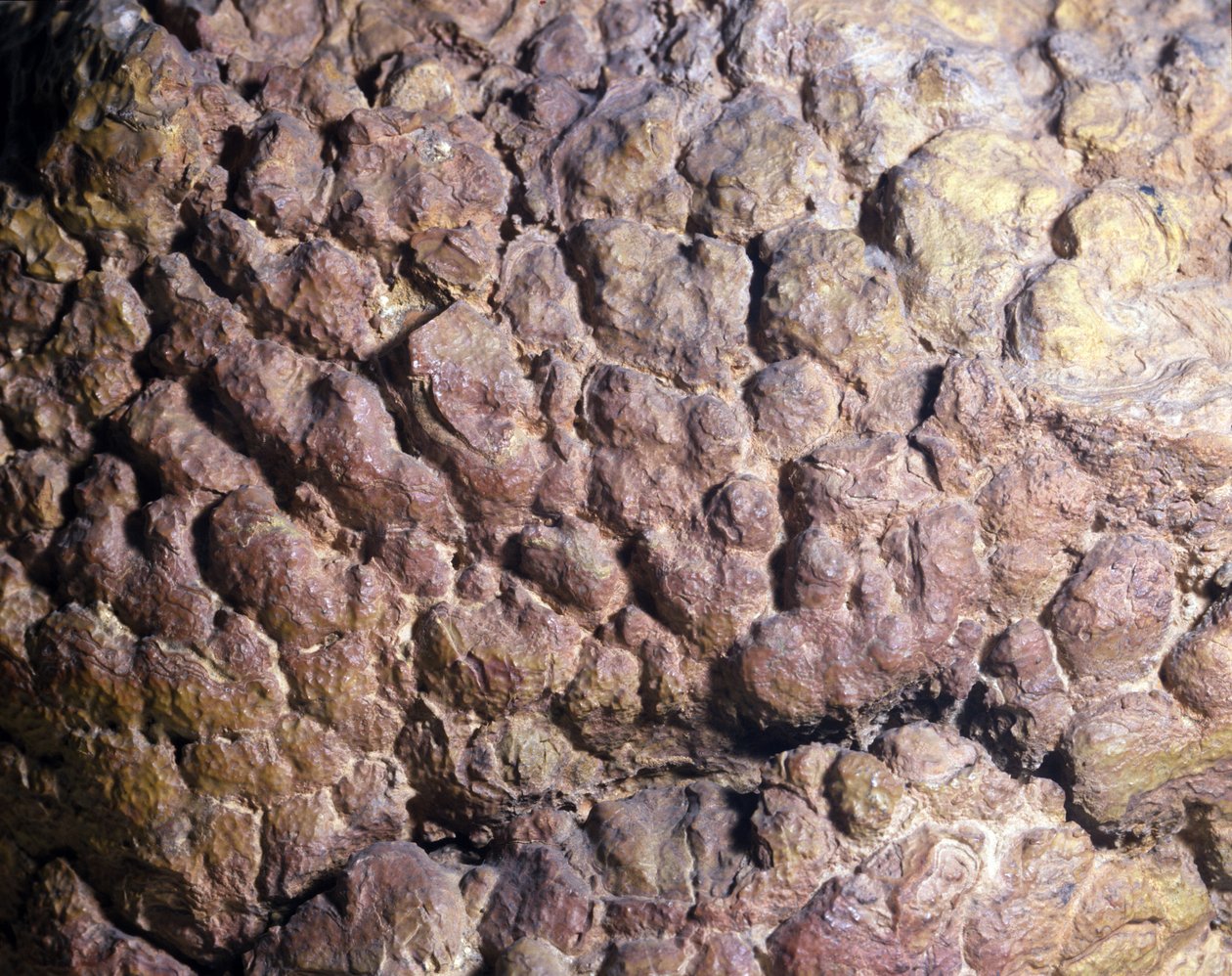 Pré-história: rocha colenia de estromatólito ou estromatólito do Norte de África. Período Siluriano. de Prehistoric Prehistoric