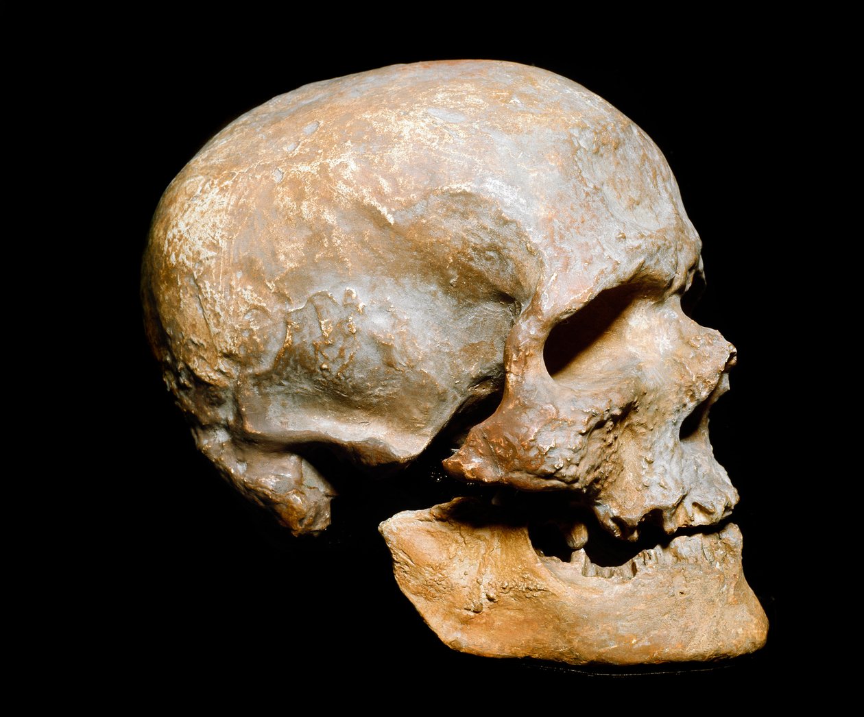 Pré-história: Cro-magnon guindaste fóssil do homem (ou Cro magnon ou Cromagnon), Homo sapiens. Datação do solutreen, paleolítico superior. Museo Civico di Storia Naturale, Milão - Pré-história: crânio fóssil do Cro-Magnon, Homo sapiens. Do paleolítico supe de Prehistoric Prehistoric