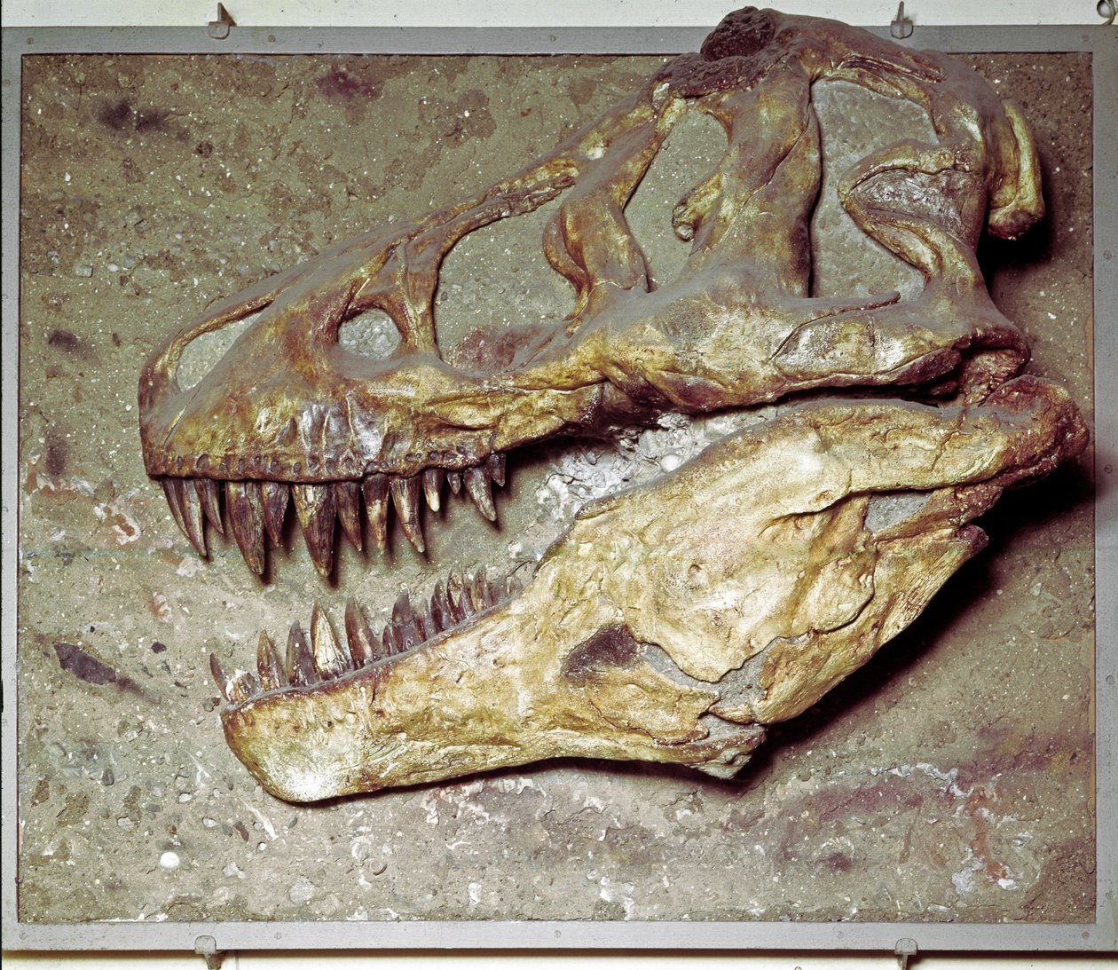 Pré-história: Tyrannosaurus rex (T Rex ou Tyrannosaur). Período Cretáceo. Museo civico di storia naturale, Milão de Prehistoric Prehistoric