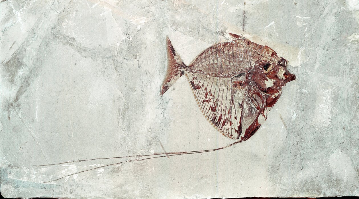 Pré-história: Fóssil de peixe Mene Rhombea do local do Monte Bolca (Itália). Período Eocénico. Museo civico di storia naturale, Milão de Prehistoric Prehistoric