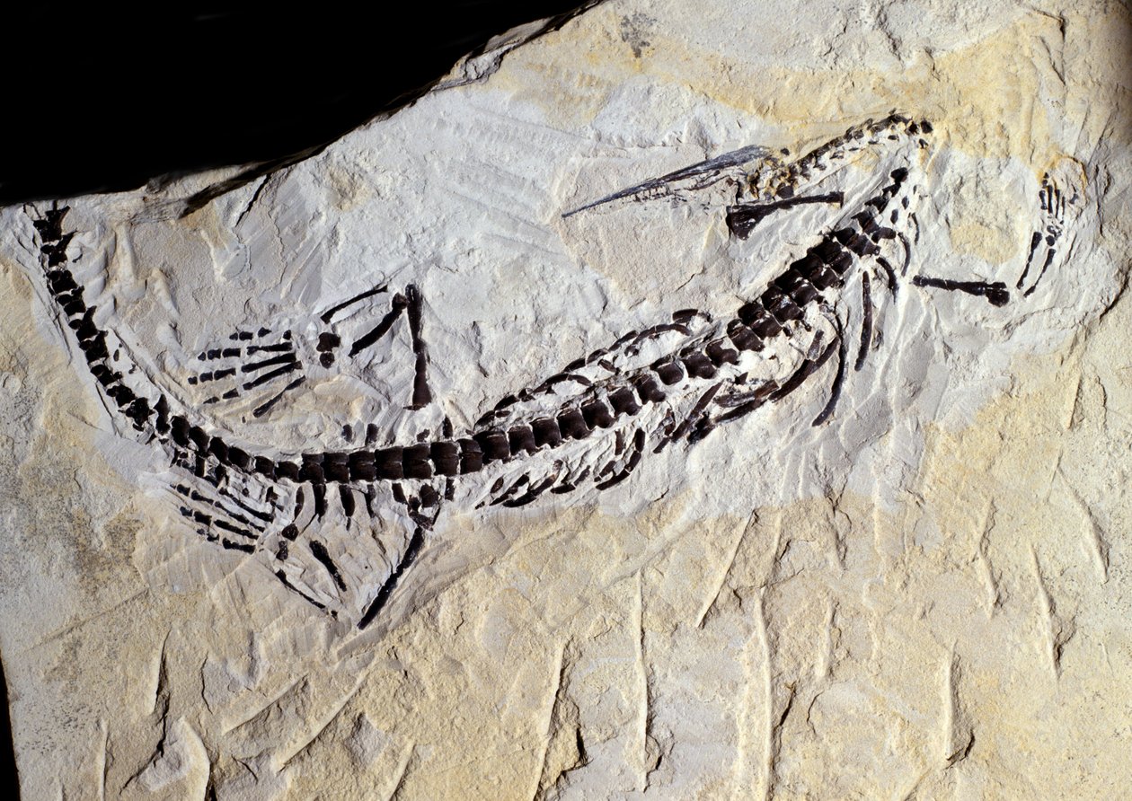 Pré-história: Fóssil do mesossauro, era paleozóica, período pérmico. Encontro em Minas Gerais, Brasil. de Prehistoric Prehistoric