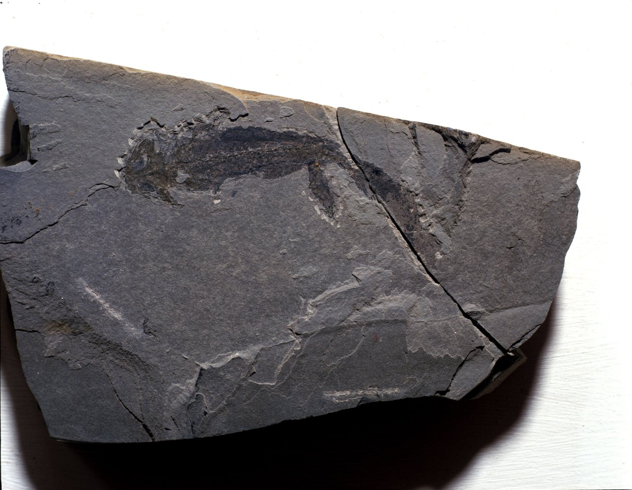 Pré-história: Período Permiano, era Paleozóica. Fóssil do Branquiossauro (Brahiopode). Encontrado em Rotliegen, na Alemanha. de Prehistoric Prehistoric