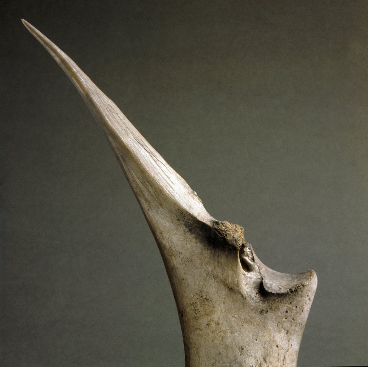 Pré-história, cultura Polada: ponta de ossos da Polada Tourbiere, Lonato. Idade do Bronze. Roma, Museu Nacional Etnográfico Pré-histórico Luigi Pigorini de Prehistoric Prehistoric
