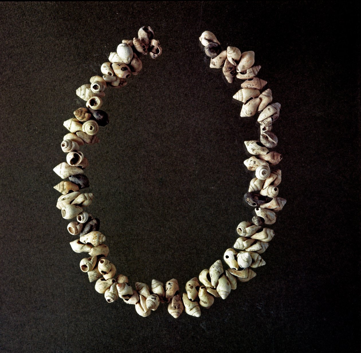 Pré-história, Idade da Pedra: colar de conchas da caverna de Polesine, Venetie. Neolítico médio. Roma, Museo Nazionale Preistorico Etnografico Luigi Pigorini de Prehistoric Prehistoric