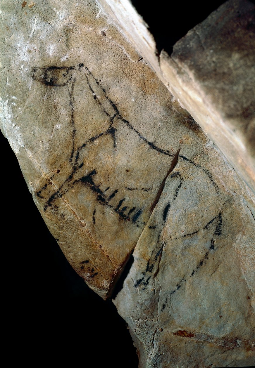 Pré-história: "a horse" rock painting of style IV, Upper Paleolithic (Magdalenian) (entre 18000 e 14000 anos atrás) Stone Age Cave of Las Monedas, Santander, Espanha - Pré-história: cavalo. Pintura rupestre, estilo IV, Paleolítico Superior (Magdaleniano) ( de Prehistoric Prehistoric
