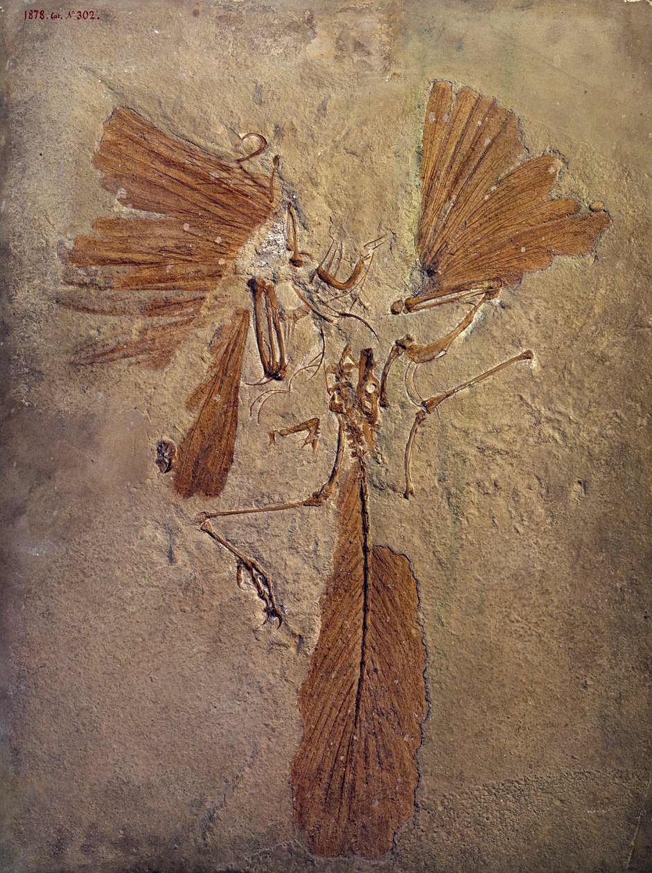 Pré-história: fóssil archeopteryx, animal pré-histórico da família das aves. Paris, Museu de História Natural de Prehistoric Prehistoric
