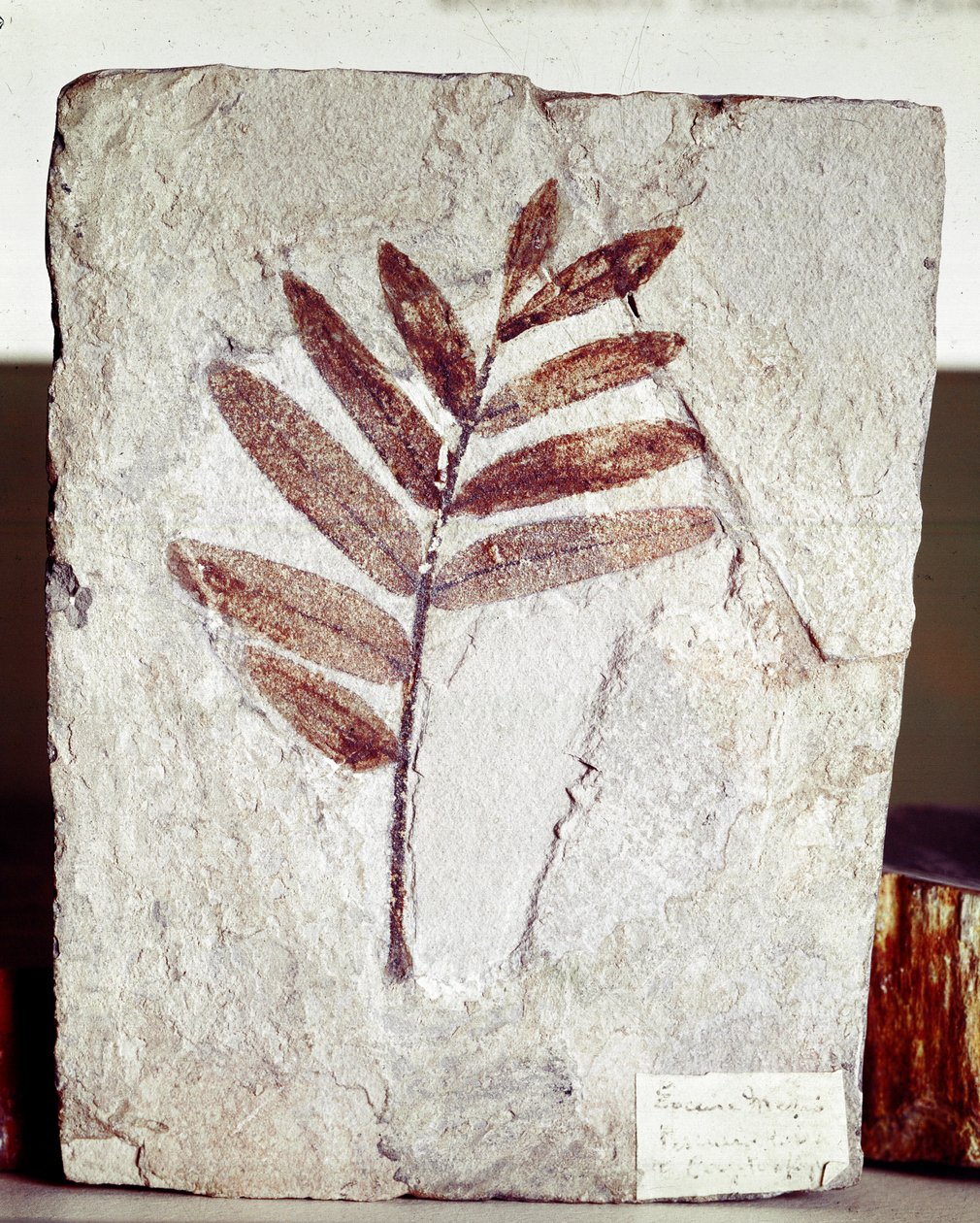 Pré-história: ramo fóssil em calcário do local de Mount Bolca (Itália). Período Eocénico. Museo civico di storia naturale, Milão de Prehistoric Prehistoric