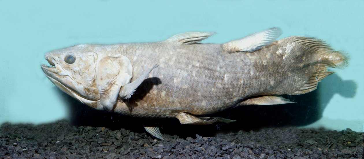 Pré-história: cópia de coelacanthe empaille (Latimeria chalumnae). de Prehistoric Prehistoric