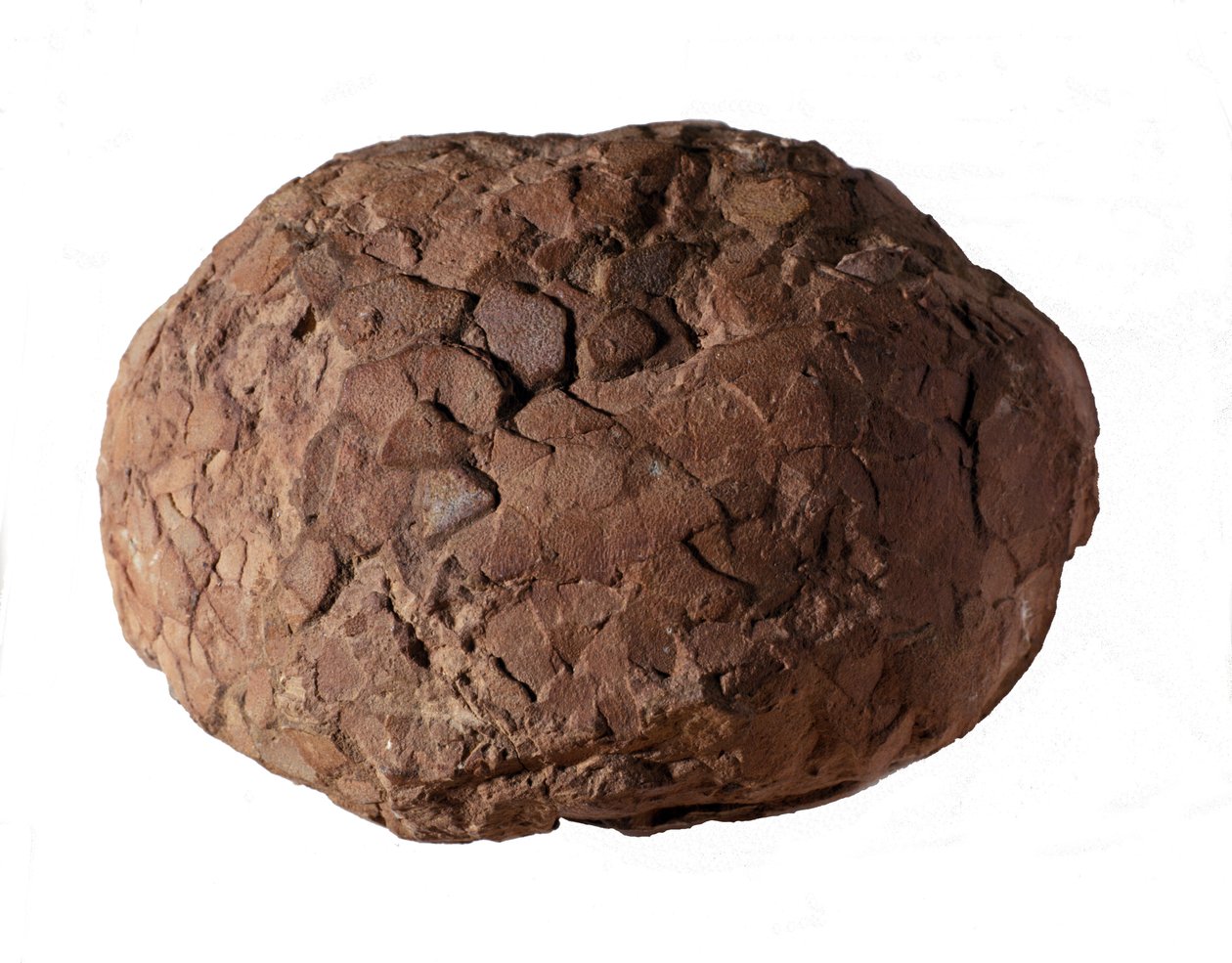 Pré-história: ovo de dinossauro encontrado na Provença. Era Mesozóica, período Jurássico. de Prehistoric Prehistoric