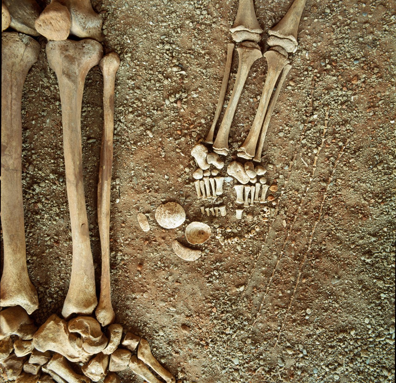 Pré-história: sepultura dupla de adultos e crianças. Vista detalhada do enxoval funerário, aos pés da criança, três caudas de esquilo, conchas e pedras da cândida caverna Arene (Finale Ligure), Ligúria. Mesolítico, 7000-6000 AC. Genes, museo di arch de Prehistoric Prehistoric