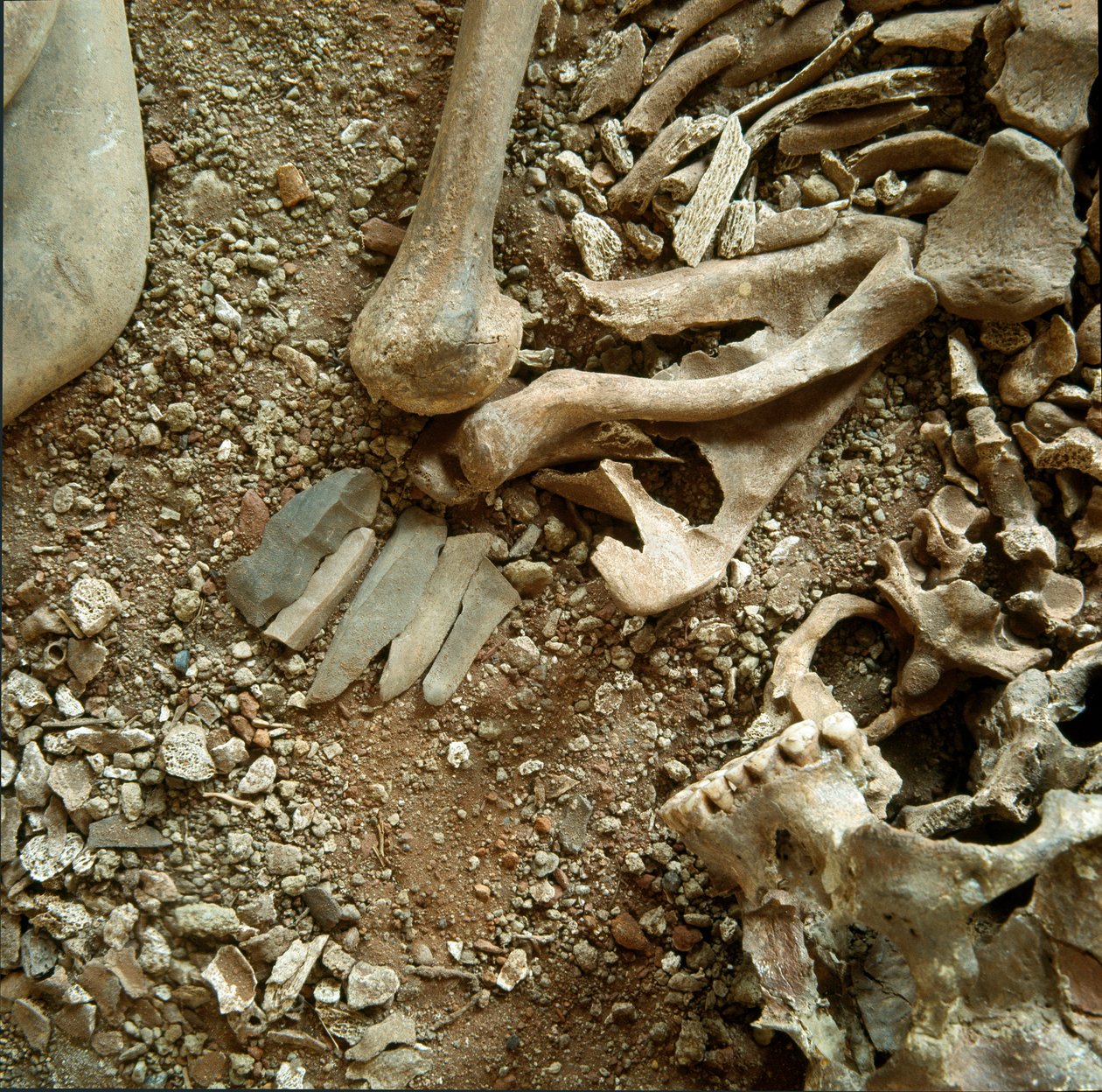 Pré-história: sepultura dupla de adultos e crianças. Vista detalhada do enxoval funerário da Caverna Candidata Arene (Finale Liguria), Liguria. Mesolítico, 7000-6000 AC. Genes, museo di archeologia ligure de Prehistoric Prehistoric