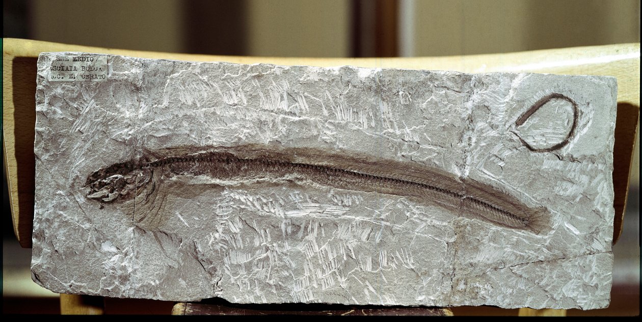 Pré-história: Eomirus Formosissimus fóssil de peixes do local de Mount Bolca (Itália). Período Eocénico. Museo civico di storia naturale, Milão de Prehistoric Prehistoric