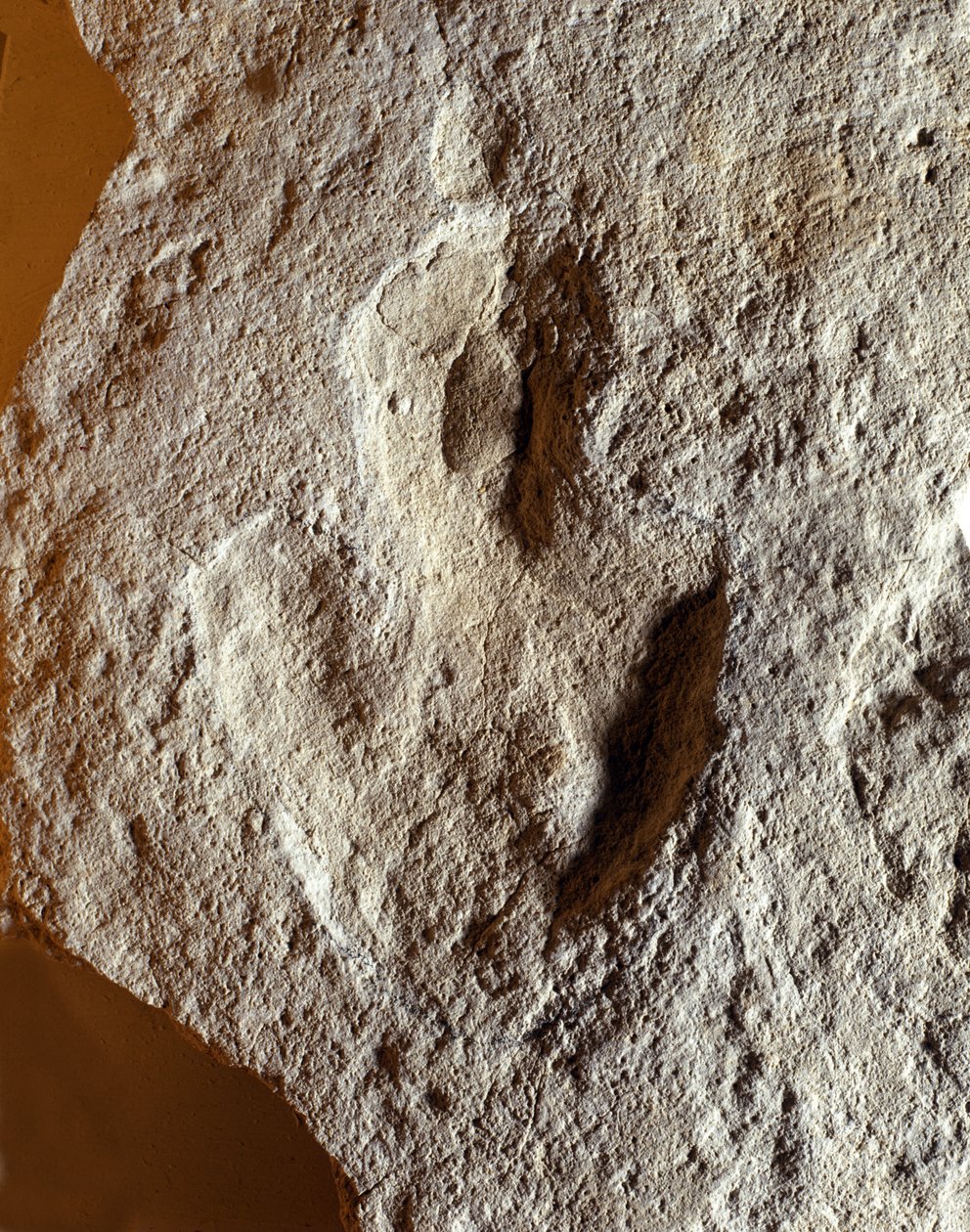 Pré-história: impressão digital fóssil de dinossauro. Era Mesozóica, período Jurássico. encontrada na ex-Jugoslávia. de Prehistoric Prehistoric