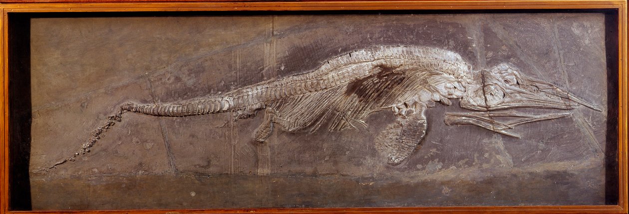 Pré-história: fóssil de Pareiasaudor, animal pré-histórico, Paris, museu de história natural de Prehistoric Prehistoric