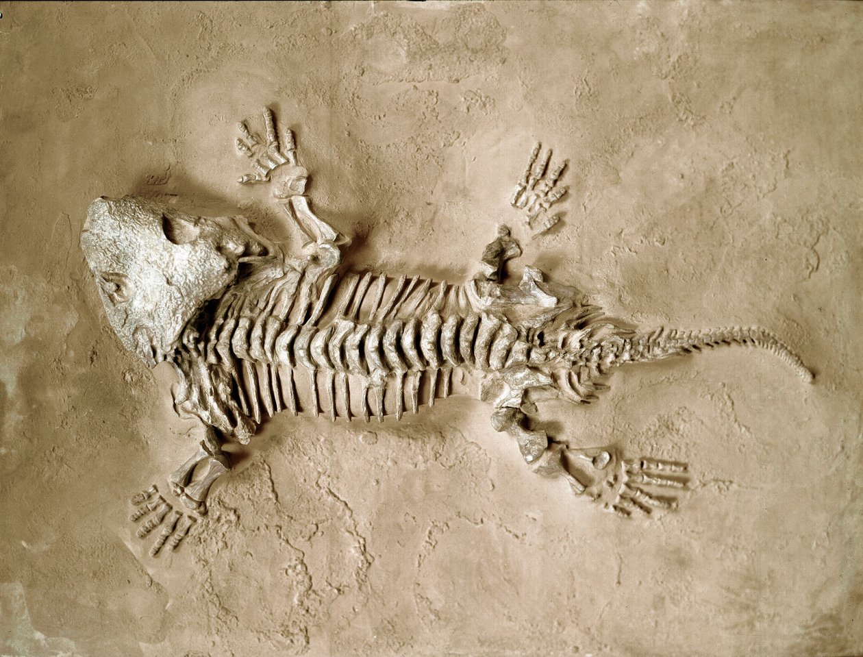 Pré-história: fóssil do réptil anfíbio Seymouria Bayolorensis do Texas, nos Estados Unidos. Período pérmico. Museo civico di storia naturale, Milão de Prehistoric Prehistoric