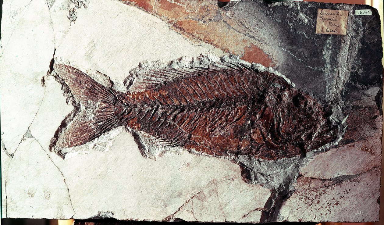 Pré-história: fóssil do peixe Sparnodus Elongatus do local do Monte Bolca (Itália). Período eocénico. Museo civico di storia naturale, Milão de Prehistoric Prehistoric