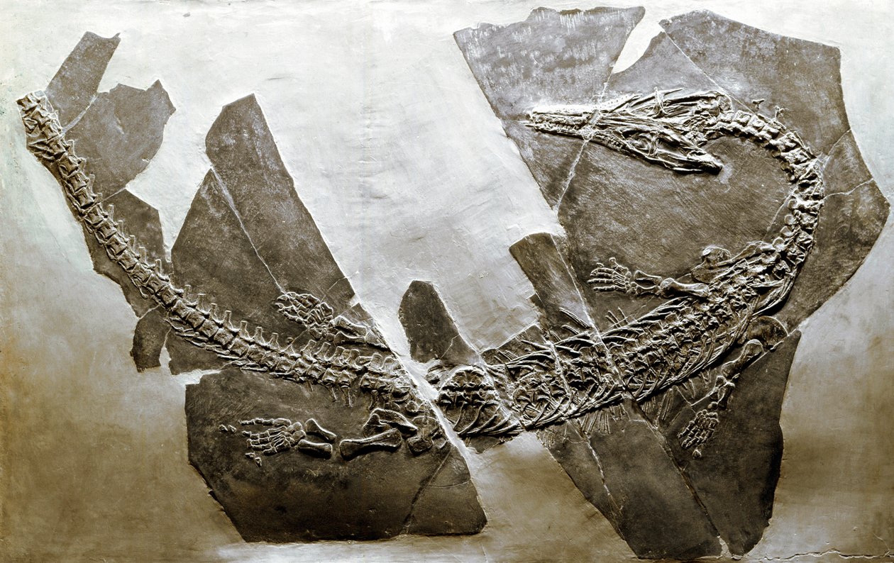 Pré-história: fóssil do réptil aquático Askeptosaurus italicus de Besano (Itália). Período do Triássico Médio. Museo civico di storia naturale, Milão de Prehistoric Prehistoric