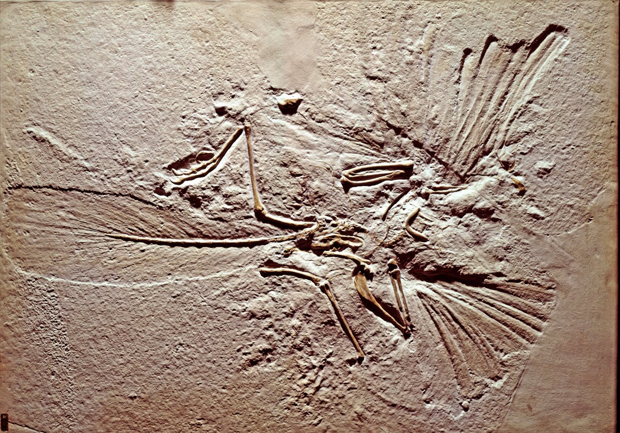 Pré-história: fóssil da ave Archaeopteryx (archeopteryx) Lithographica do sítio de Solnhofen (Alemanha). Jurássico Superior. Museo civico di storia naturale, Milão de Prehistoric Prehistoric