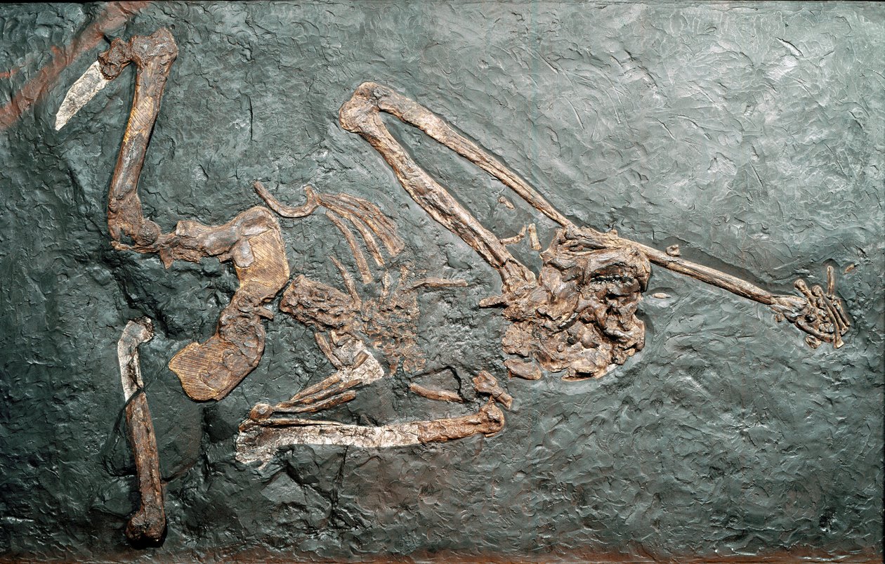 Pré-história: fóssil do grande primata Oreopitheque (Oreopithecus bambolii) do Monte Bamboli (Grosseto). Era Miocénica. Museo civico di storia naturale, Milão de Prehistoric Prehistoric