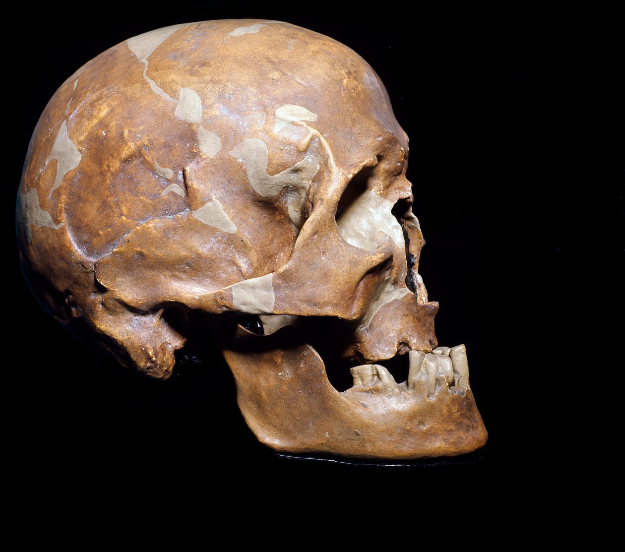 Pré-história: crânio fóssil do Homo sapiens (Homem de Cro-magnon ou Cro magnon ou Cromagnon) de Chancelade (Dordogne). Cultura do Magdaleniano, do Paleolítico Superior. 15.000 AC. Museo Civico di Storia Naturale, Milão - Pré-história: Homo sapiens fósseis  de Prehistoric Prehistoric