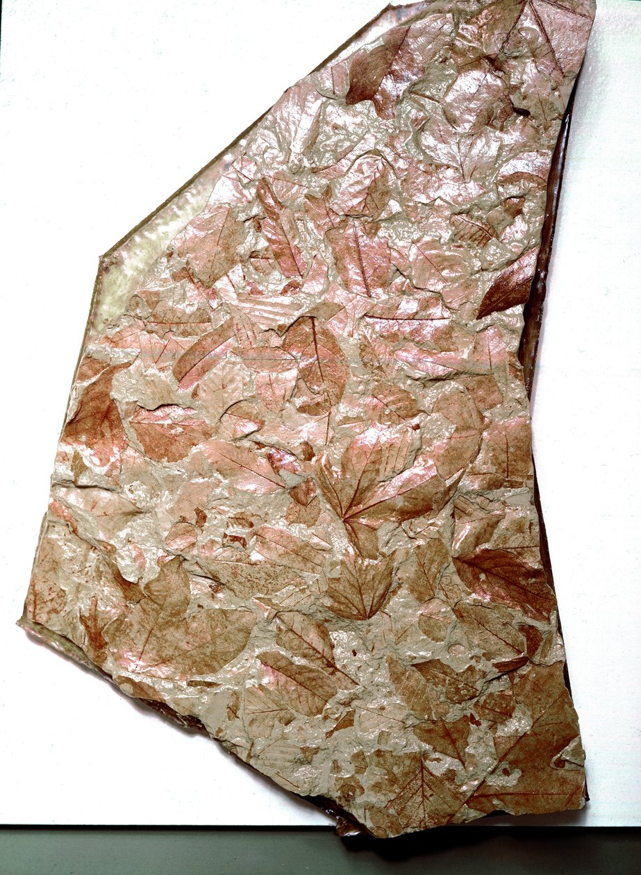 Pré-história: folhas fossilizadas de Piemont (Itália). Período do Quaternário inferior. Museo civico di storia naturale, Milão de Prehistoric Prehistoric