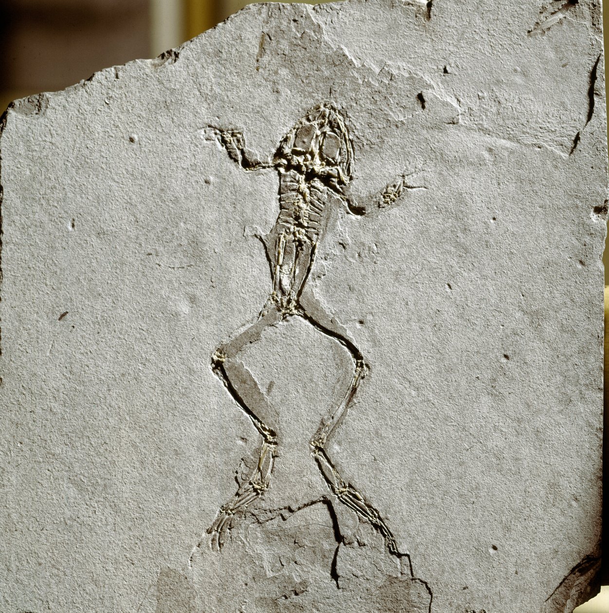 Pré-história: fóssil de sapo do sítio do Pueyoi da Tervel em Espanha. Era Miocénica. Museu de História Natural, Milão de Prehistoric Prehistoric
